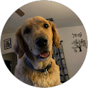 anthony disalvo profile picture