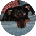 Diane Behling profile picture