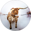 Cheryl Dunn profile picture