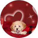 ChIJv5kztYJnXIYRIzC9hji2uEk d20c05b2320e40f895e4ce89a1fe74d1