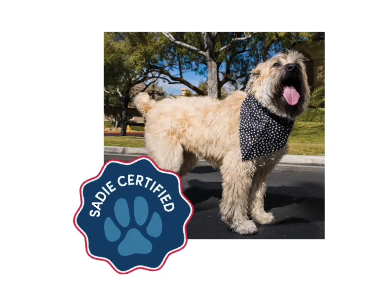 Sadie certified