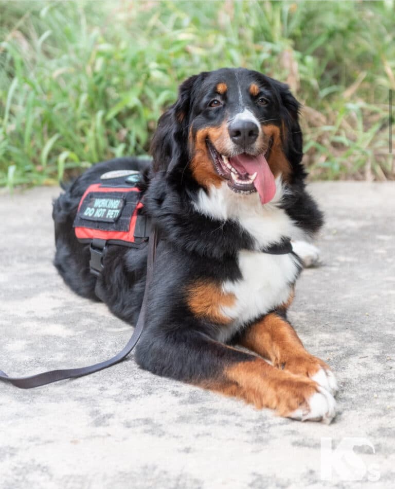 Goettl Celebrates K9s for Warriors Graduation